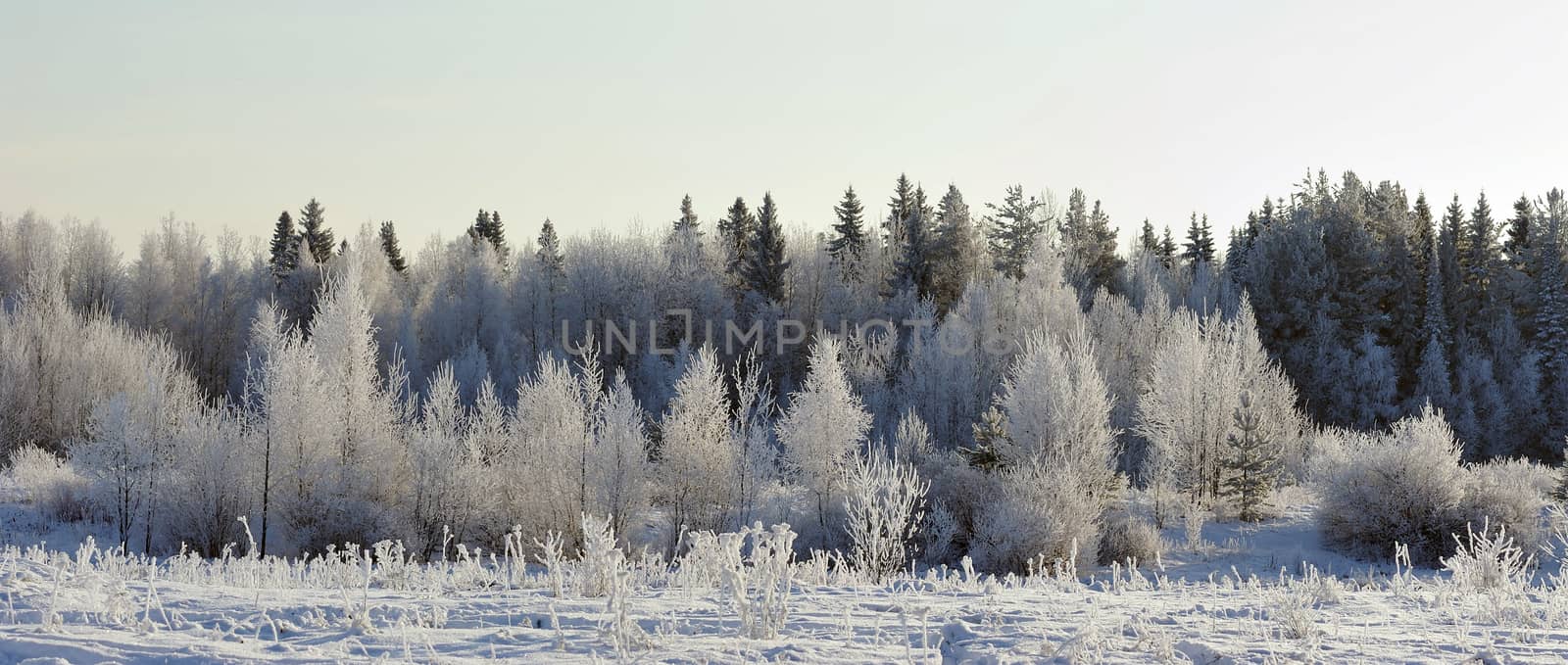trees covered with hoarfrost in frosty day