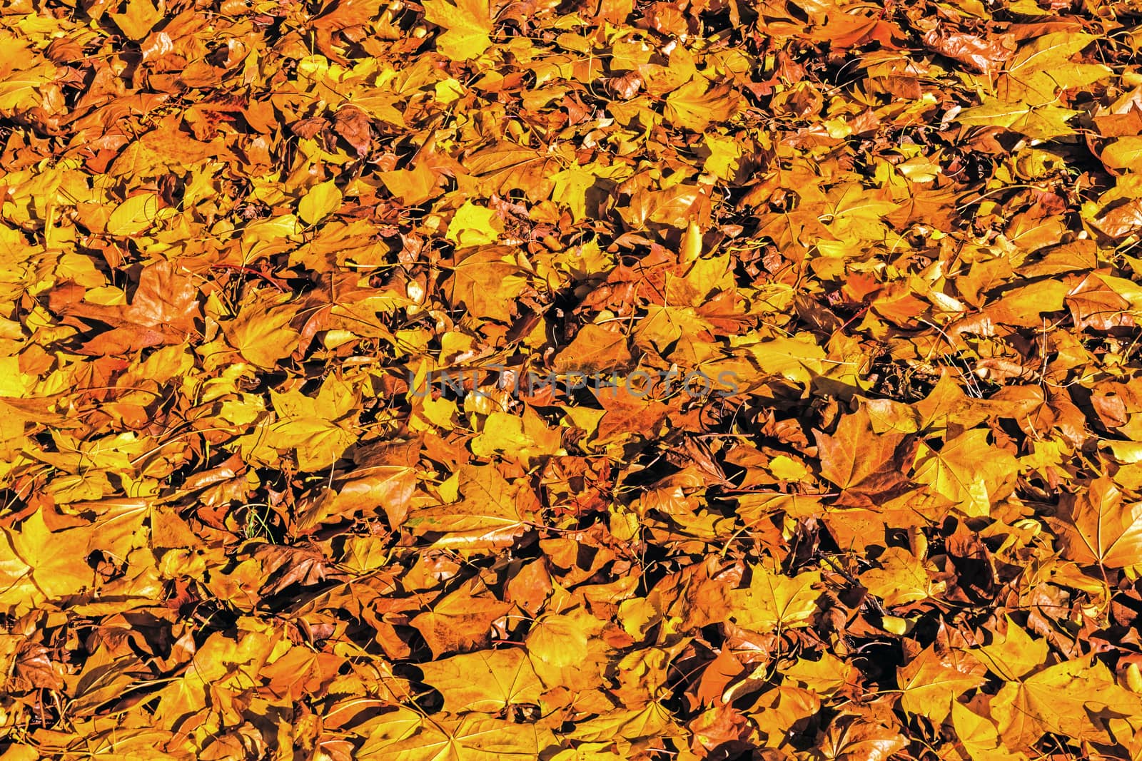 Autumn leaves backgrounnd