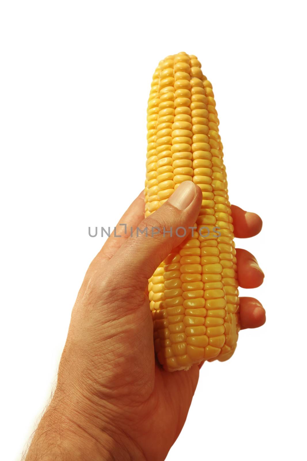 Man hand holding yellow corn isolated on white