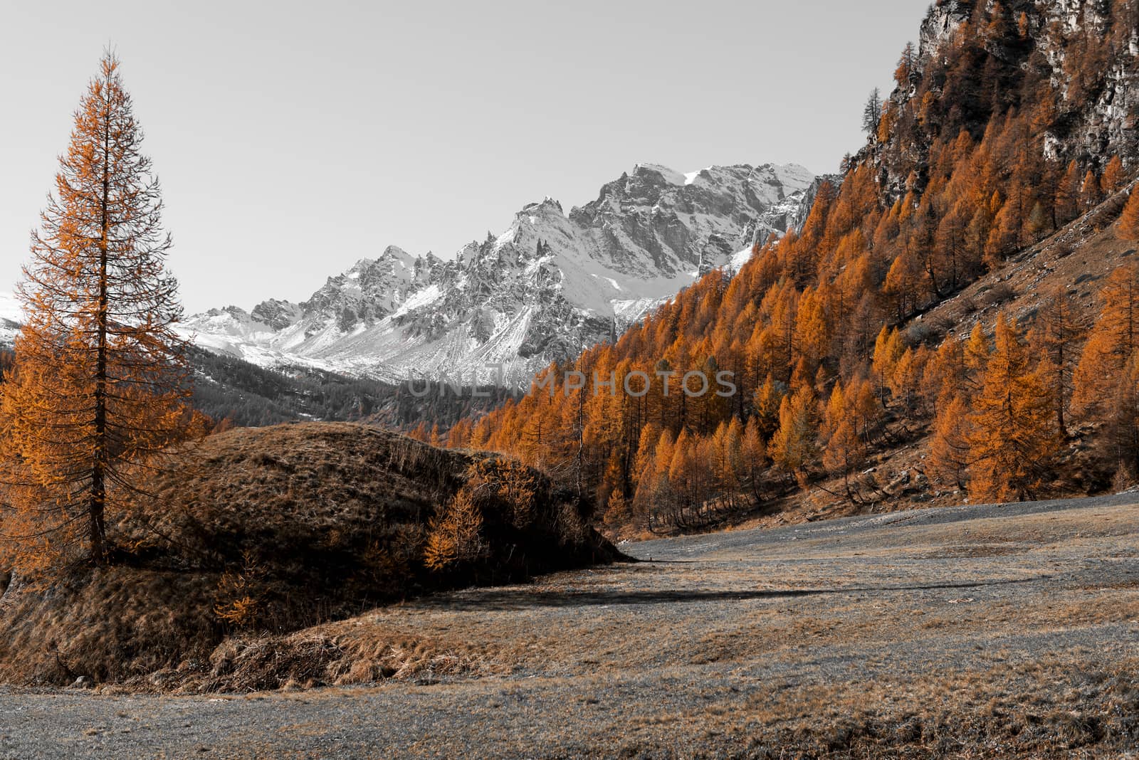 Autumn colors at the Devero Alp in a beautiful sunset with last ray of light on the larches, Piedmont - Italy