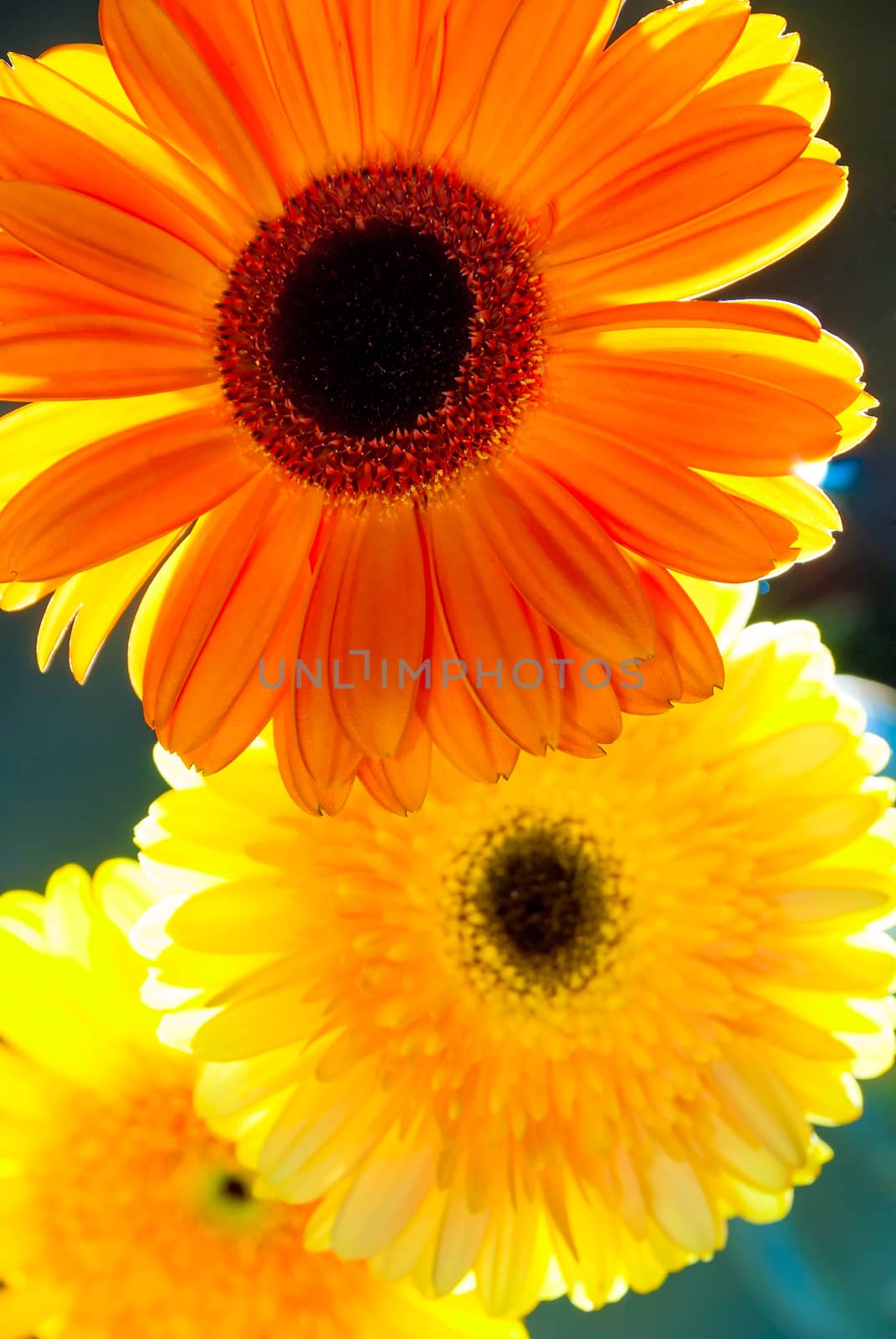 Beautiful fresh flowers, gerbera closeup vertical shot