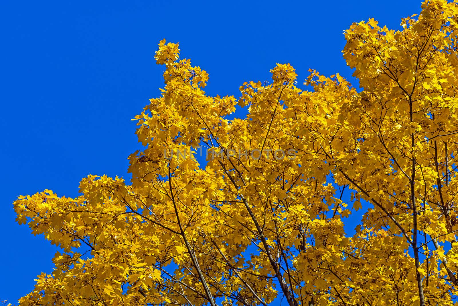 Autumn trees at the blue sky.