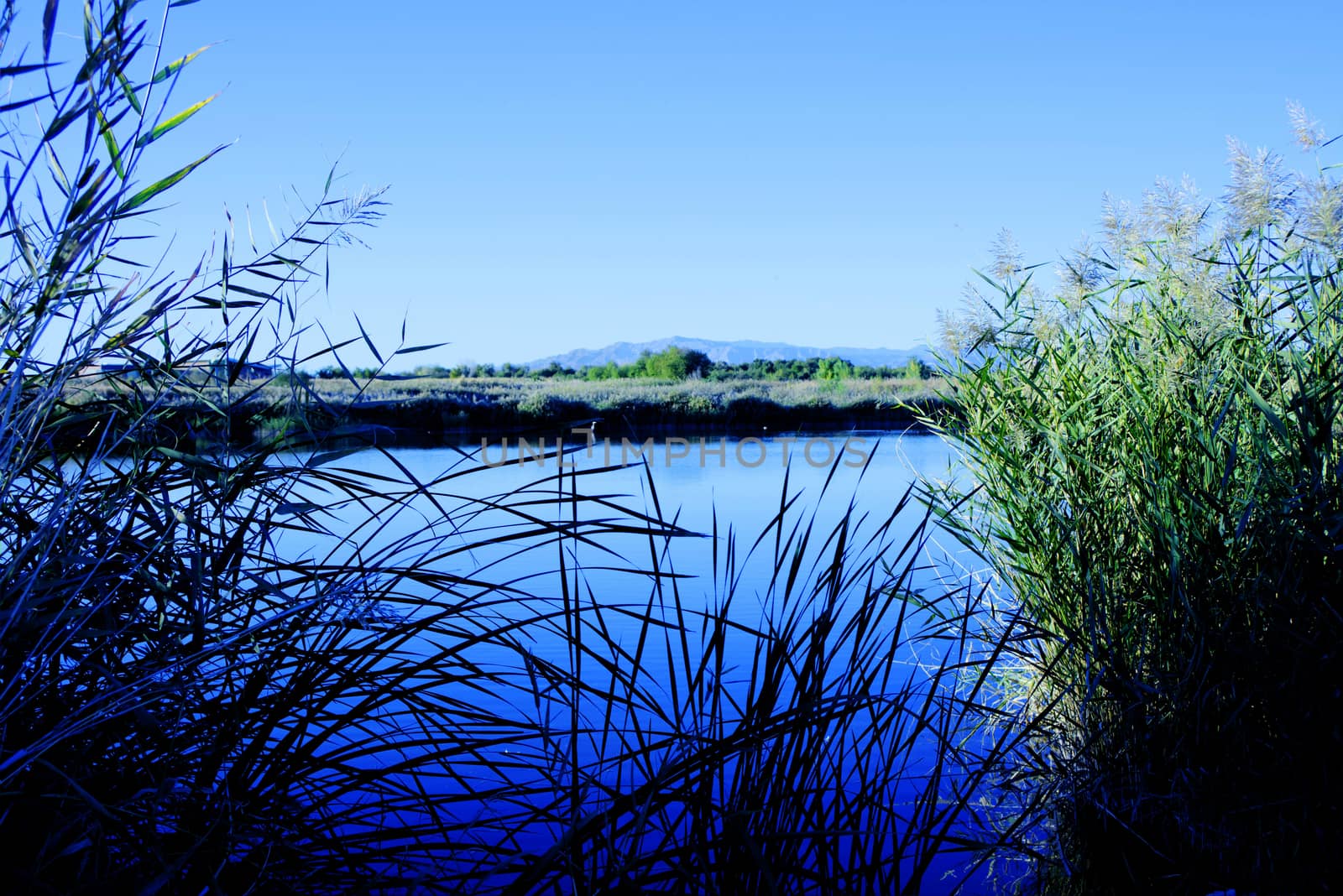 Grass and Water, Wetlands Park, Las Vegas, Nevada, USA by oskyle