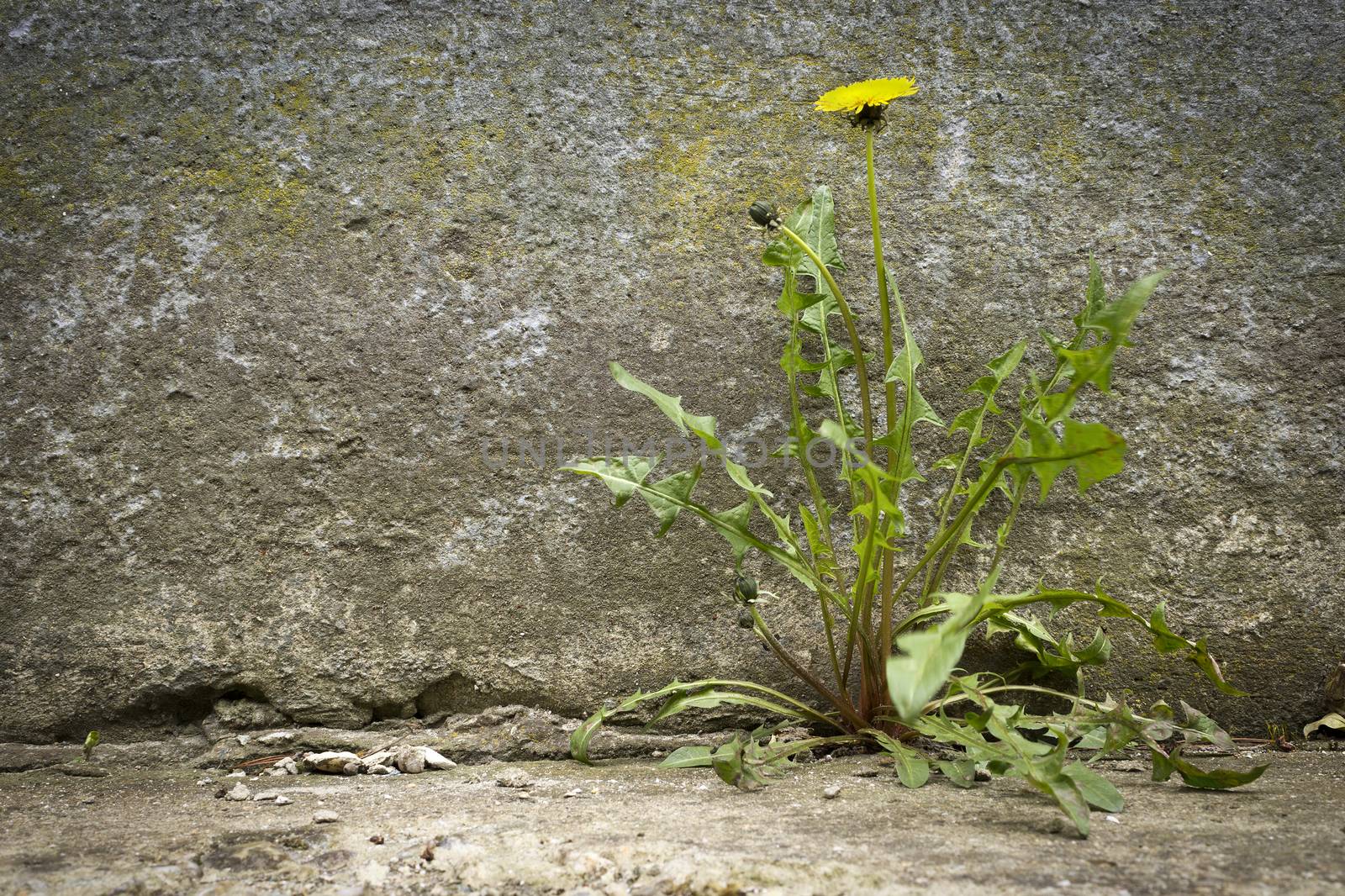 Dandelion with flower by Kidza