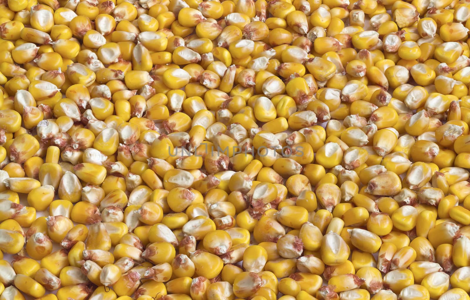 Corn seeds, macro photography