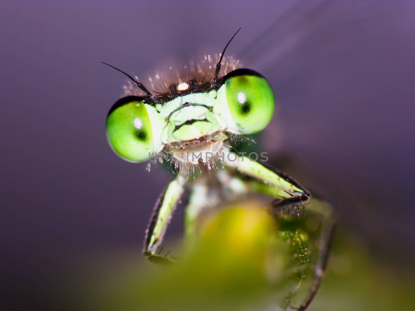 Portrait of a green damselfly