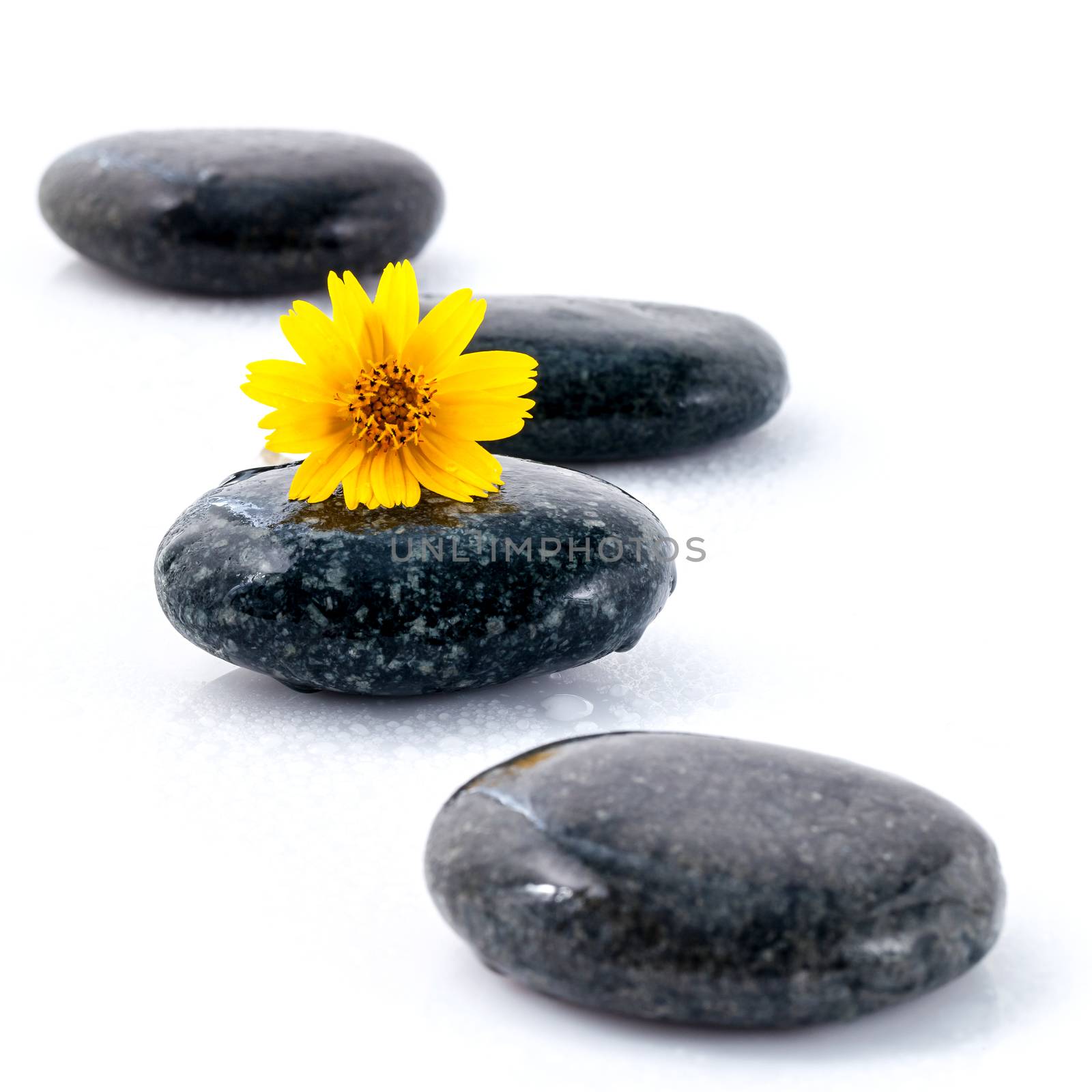 The wild flower on river stones spa treatment scene isolate on w by kerdkanno