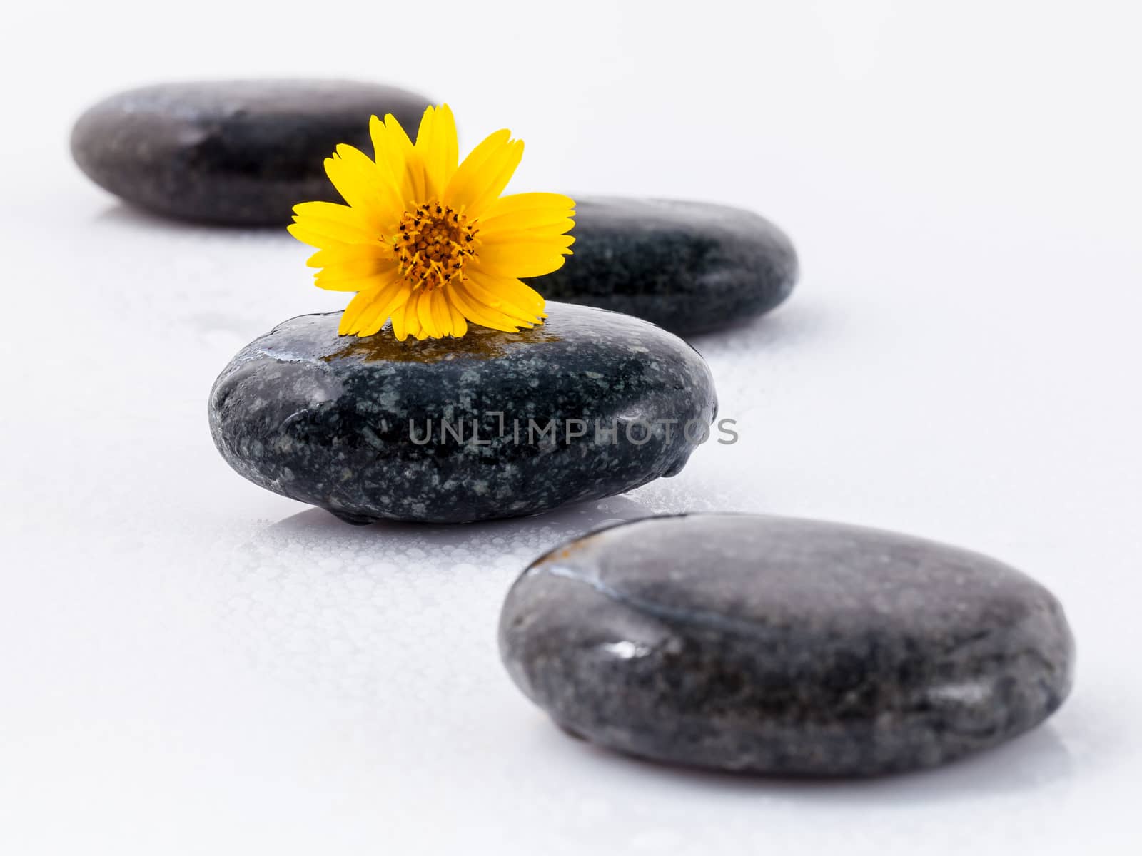 The wild flower on river stones spa treatment scene isolate on w by kerdkanno