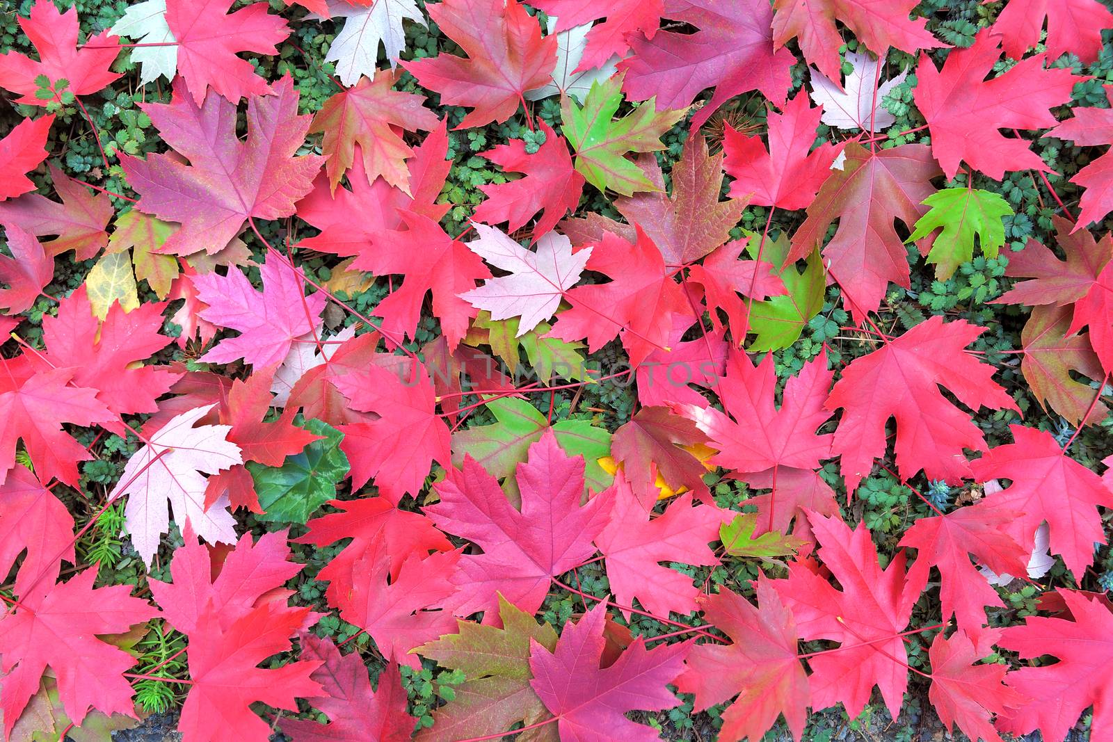 Maple Leaves in Changing Fall Season Colors on New Zealand Burr Ground Cover Background Illustration