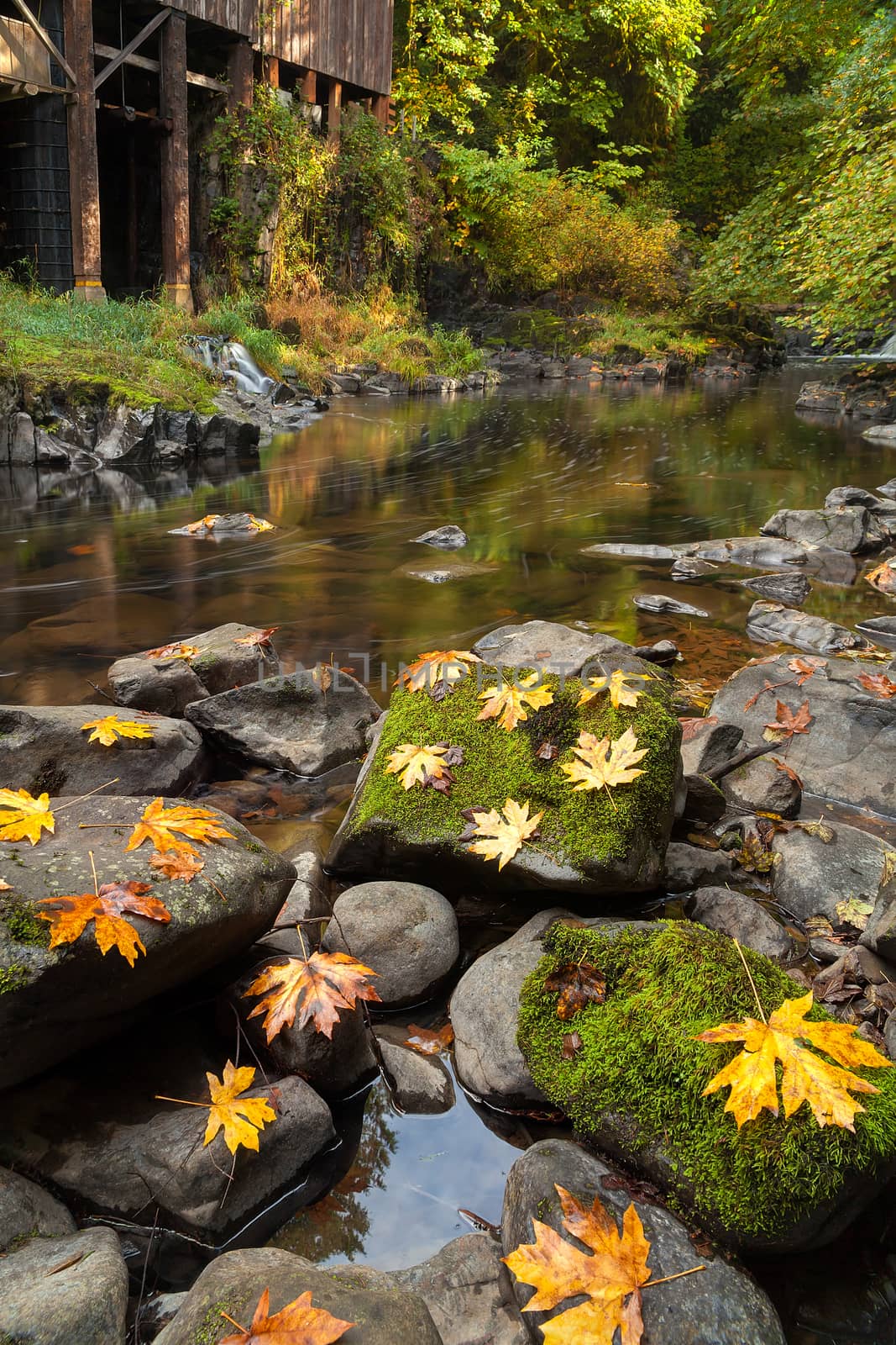 Maple Leaves on Moss Covered Rocks at Cedar Creek Grist Mill in Washington State during Fall Season