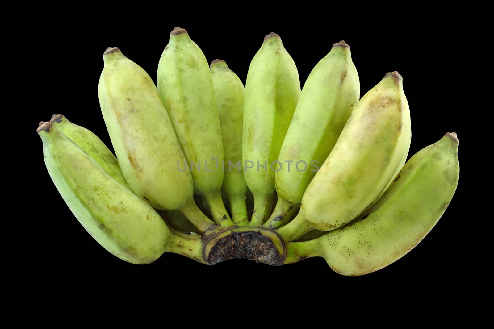 Green banana  isolate black background, Pisang Awak banana, Kluai Nam Wa, Cultivate bananas