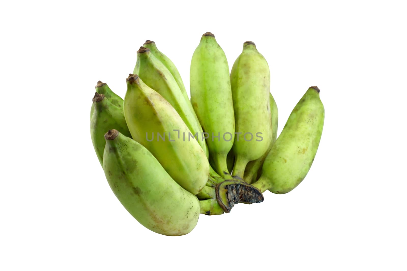 Green bananas  on isolate white background, Pisang Awak bananas, Kluai Nam Wa, Cultivate bananas