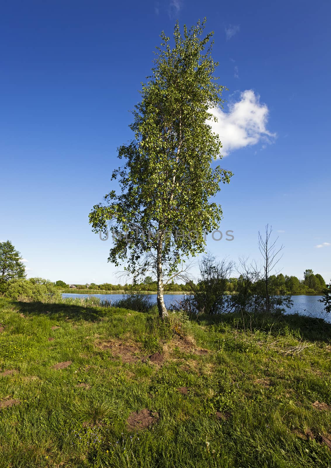   birch growing on the river bank. Belarus