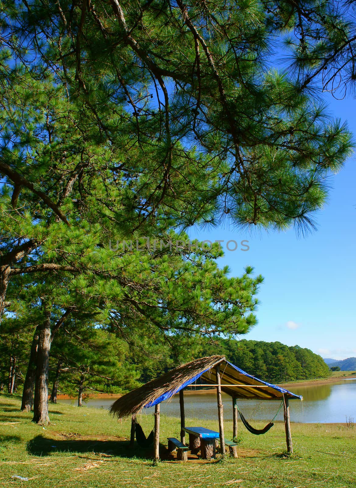 Dalat countryside landscape, Suoi Vang, place for travel, camp under pine tree among pine forest, beautiful scene for ecotourism at Da Lat, Vietnam, fresh air, green grass, harmony nature