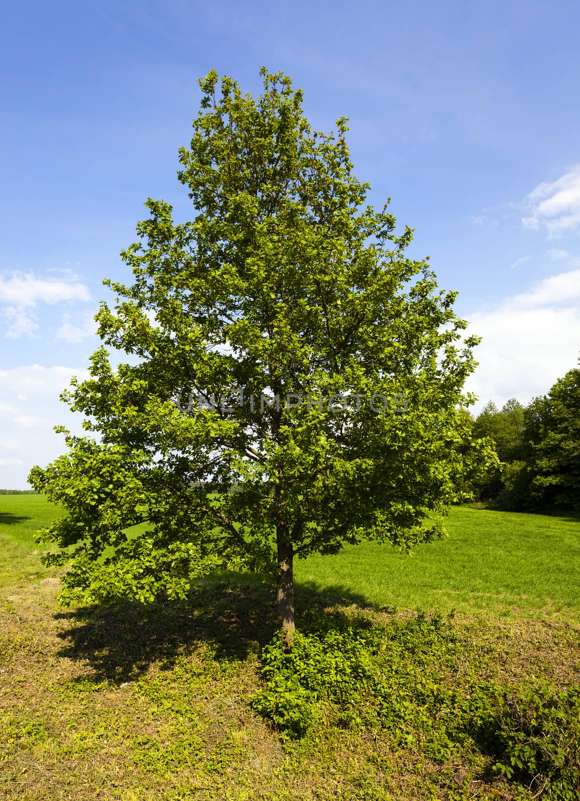   lonely tree growing in the agricultural field. The Summer. In the background grows a small forest.