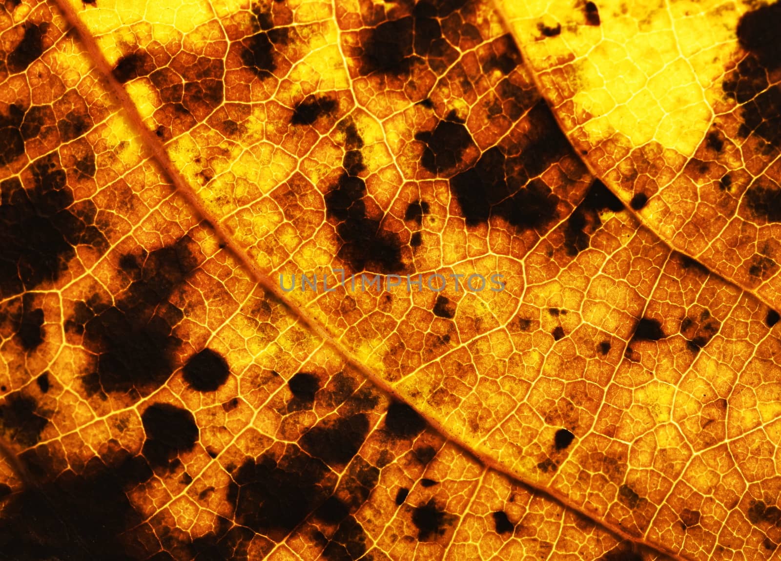 abstract background or texture fiery yellow autumn leaf tree