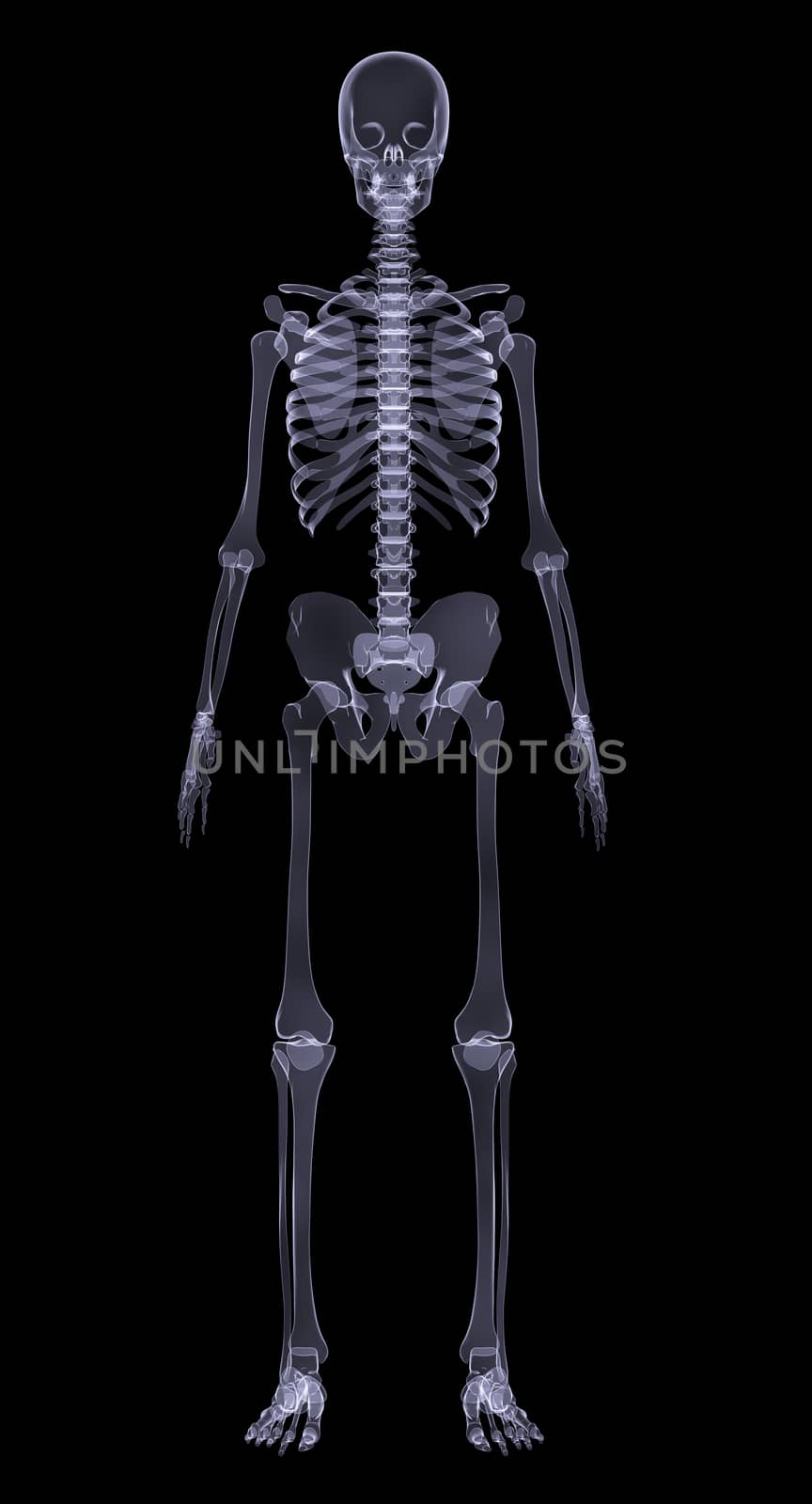 Human skeleton on black by cherezoff