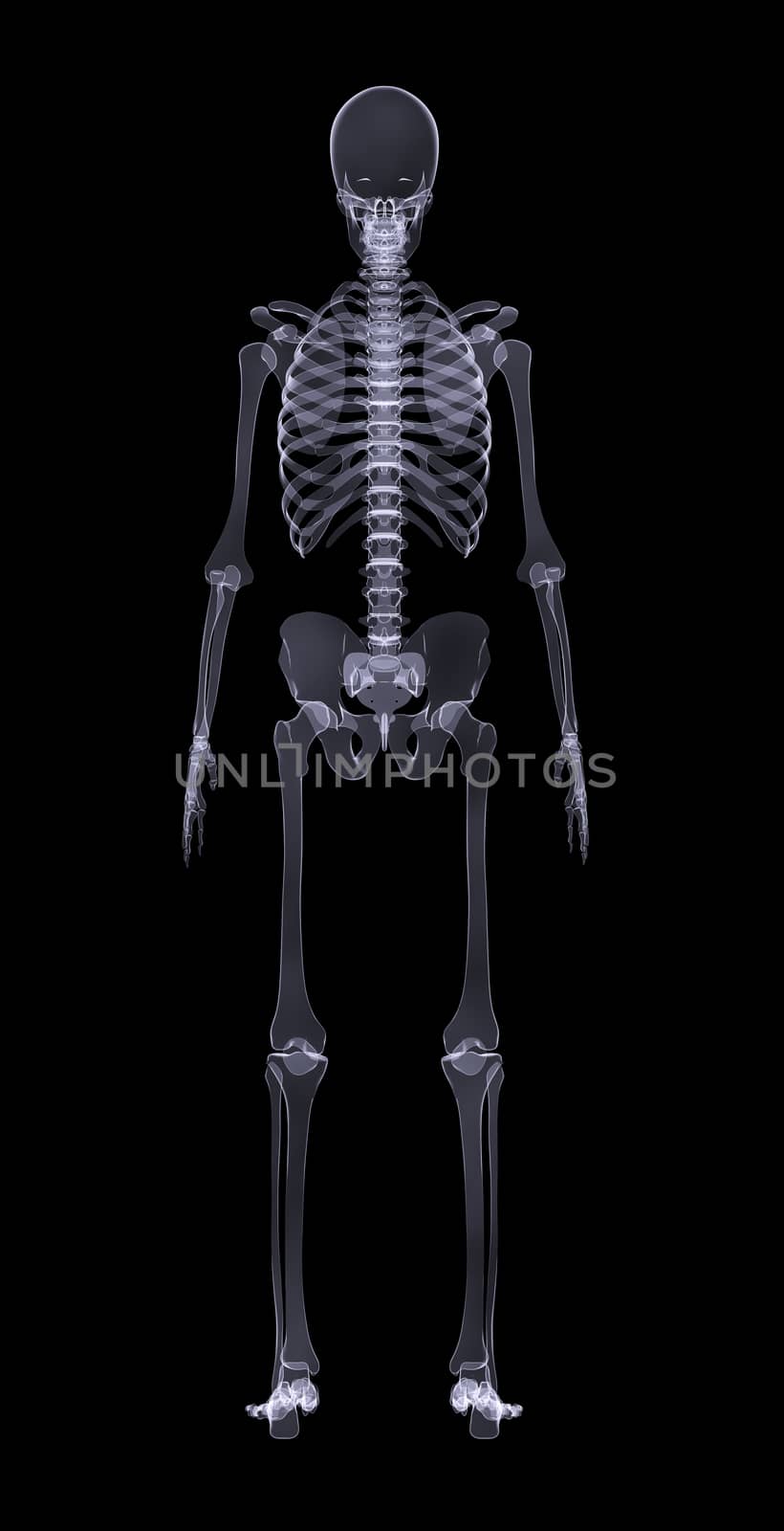 Human skeleton standing on black background, rear view