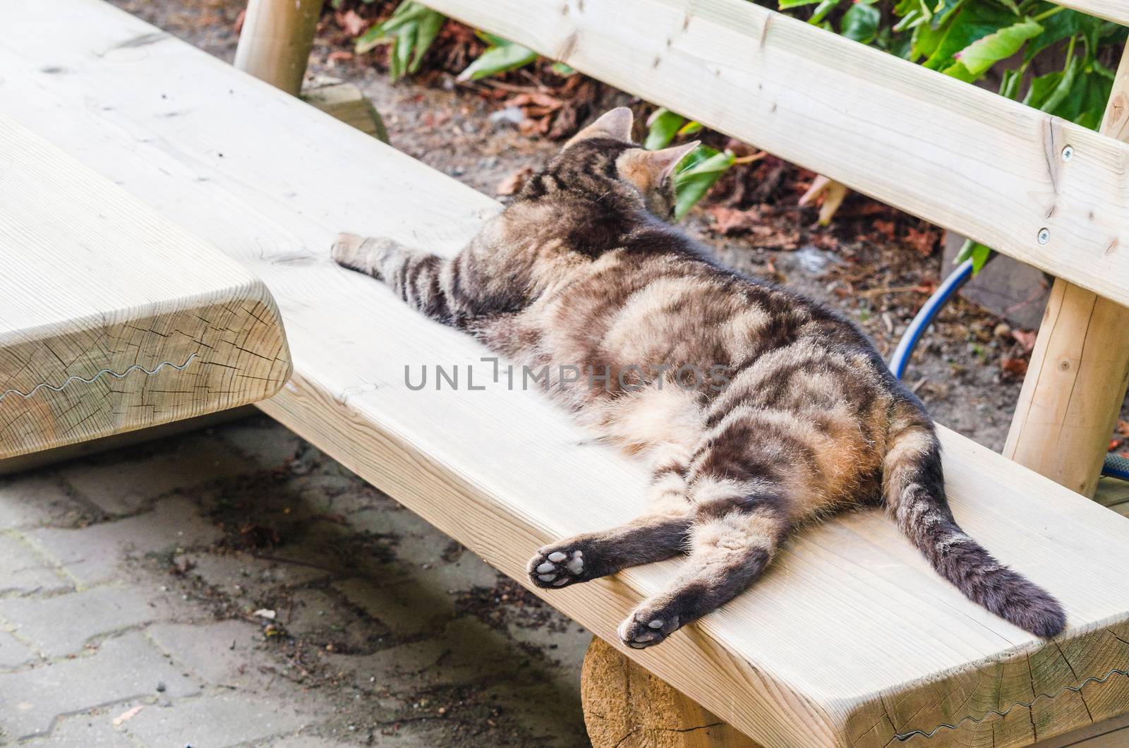 Lazy cat sleeping on a wooden bench.