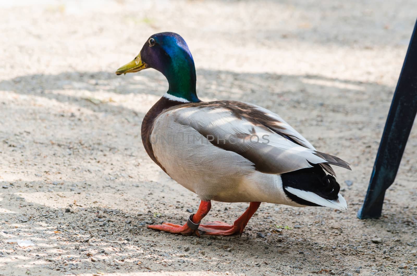 Male wild duck by side photographed,
waddle over a sandy road.