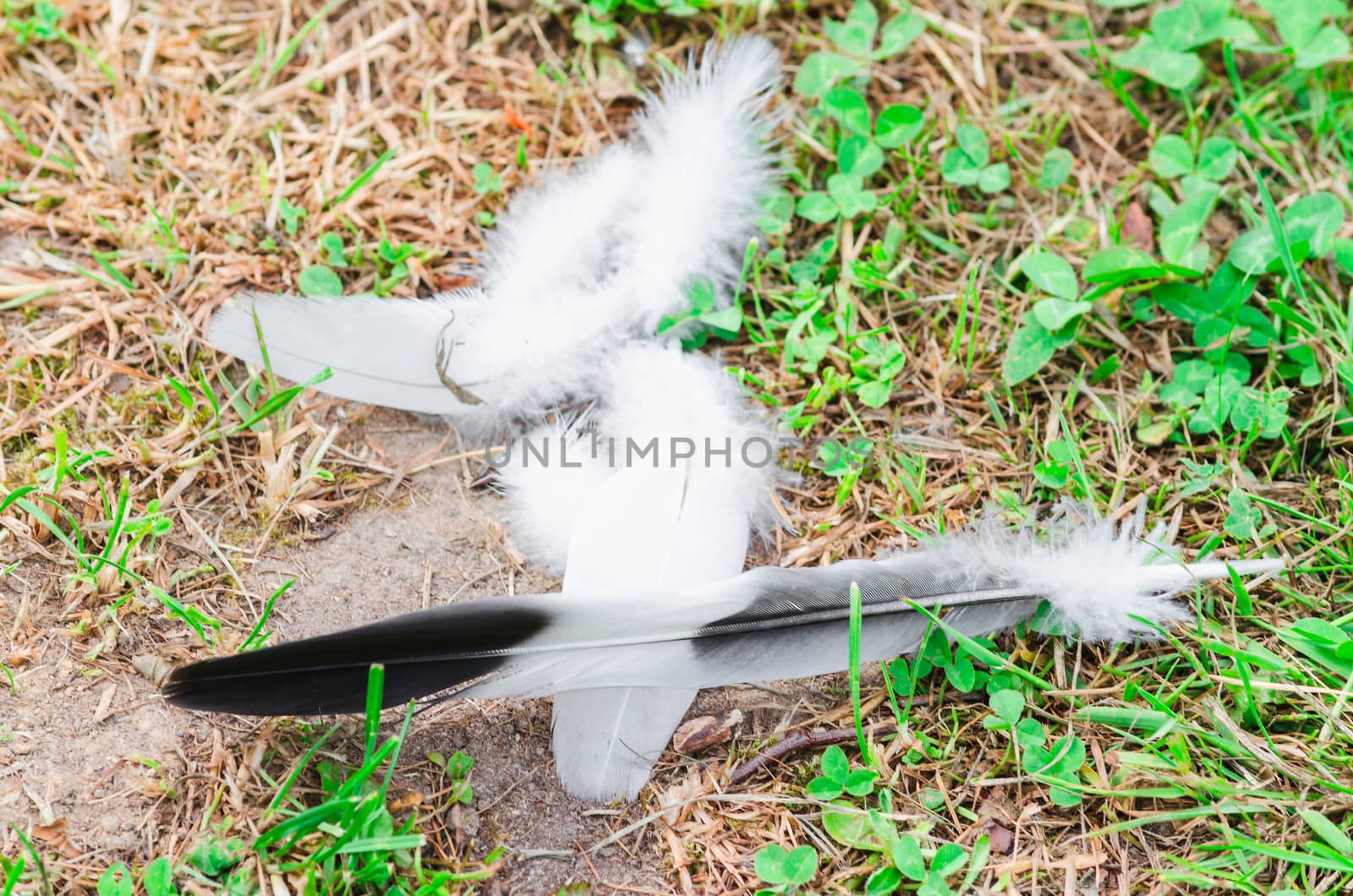 Different bird feathers lying on the ground in the grass.