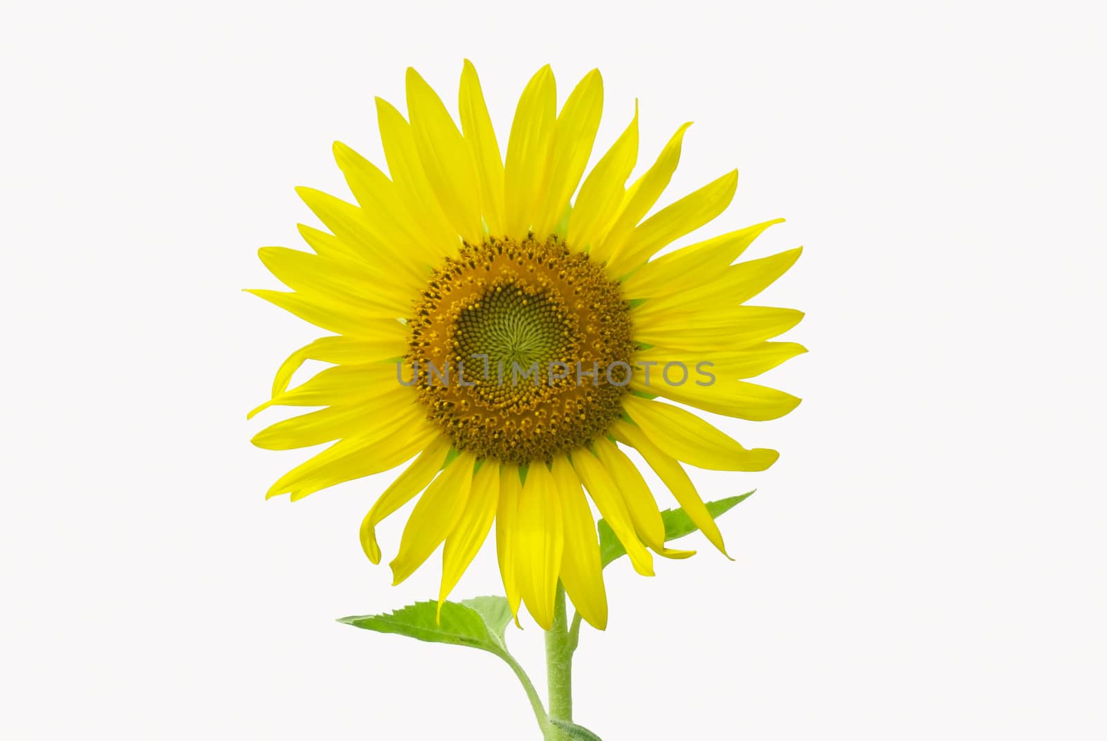 sunflower by photoland