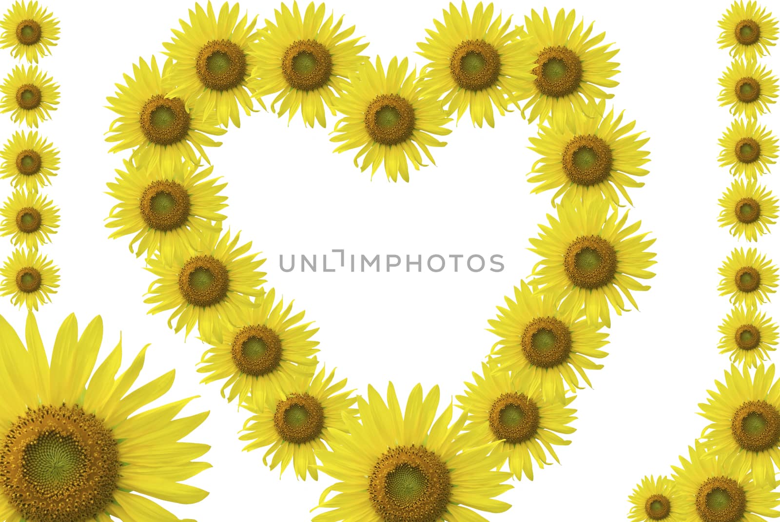 Frame sunflower hearts