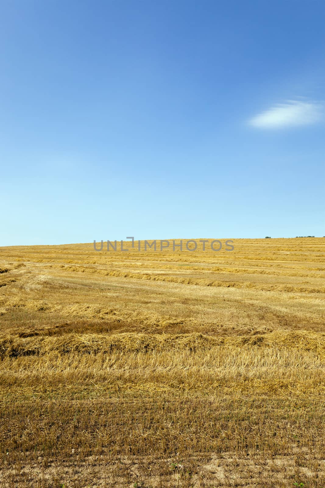   an agricultural field on which reap a crop of cereals  