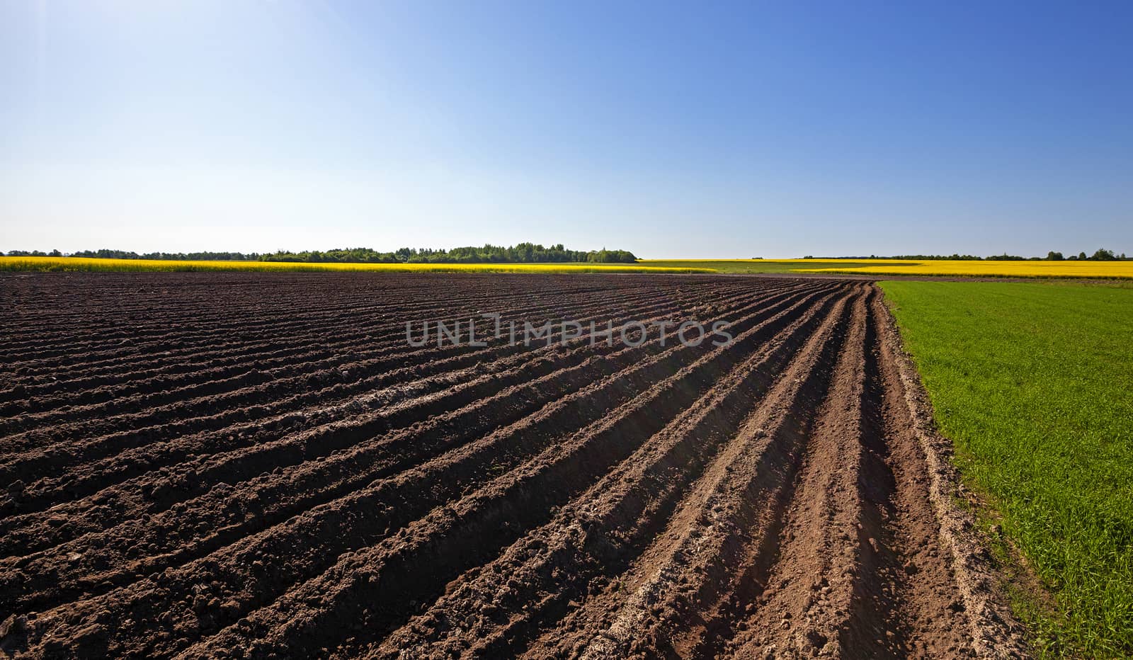   plowed land in the agricultural field. Next to which is growing green grass and blooming canola.