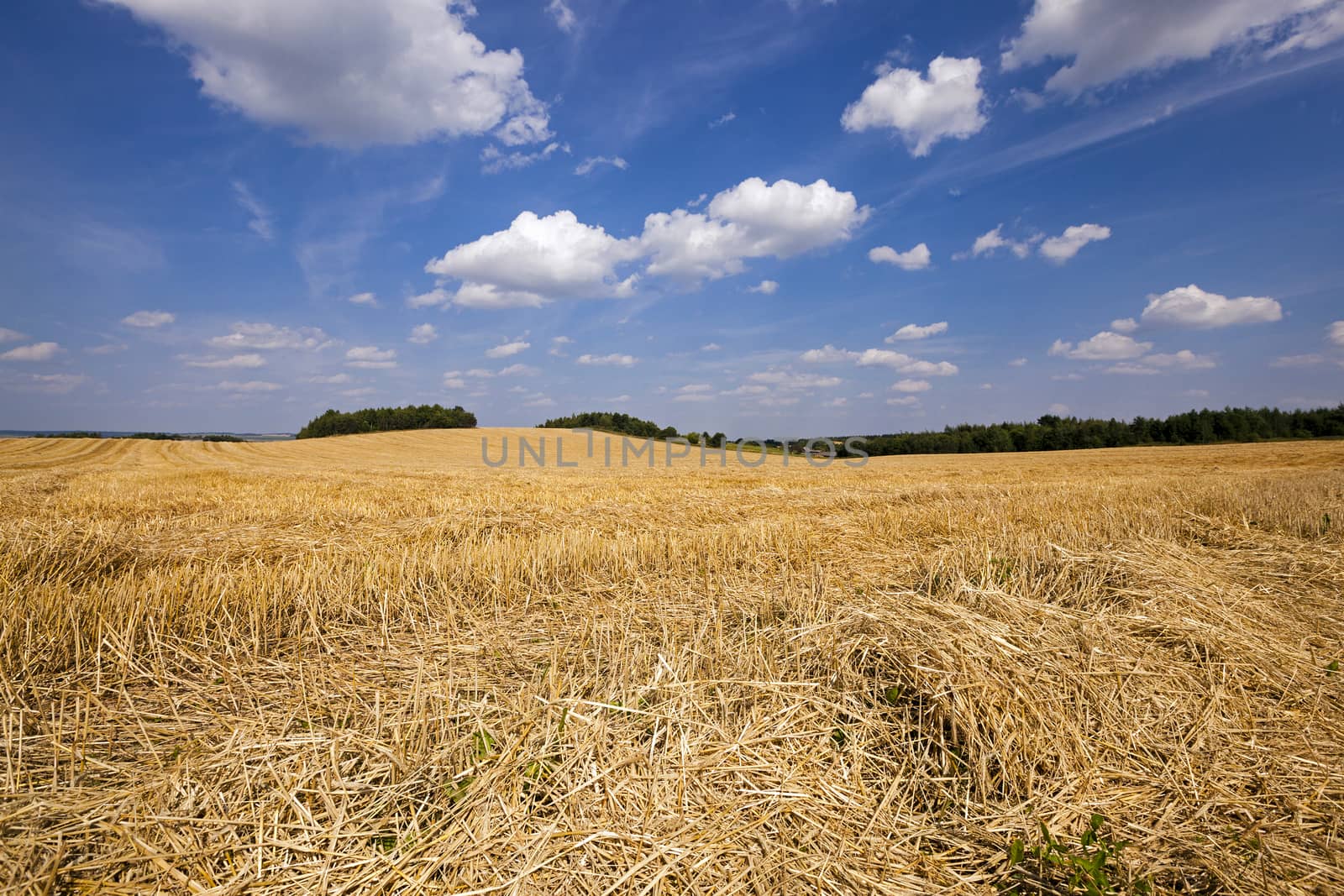   agricultural field on which there passed the harvest company of wheat