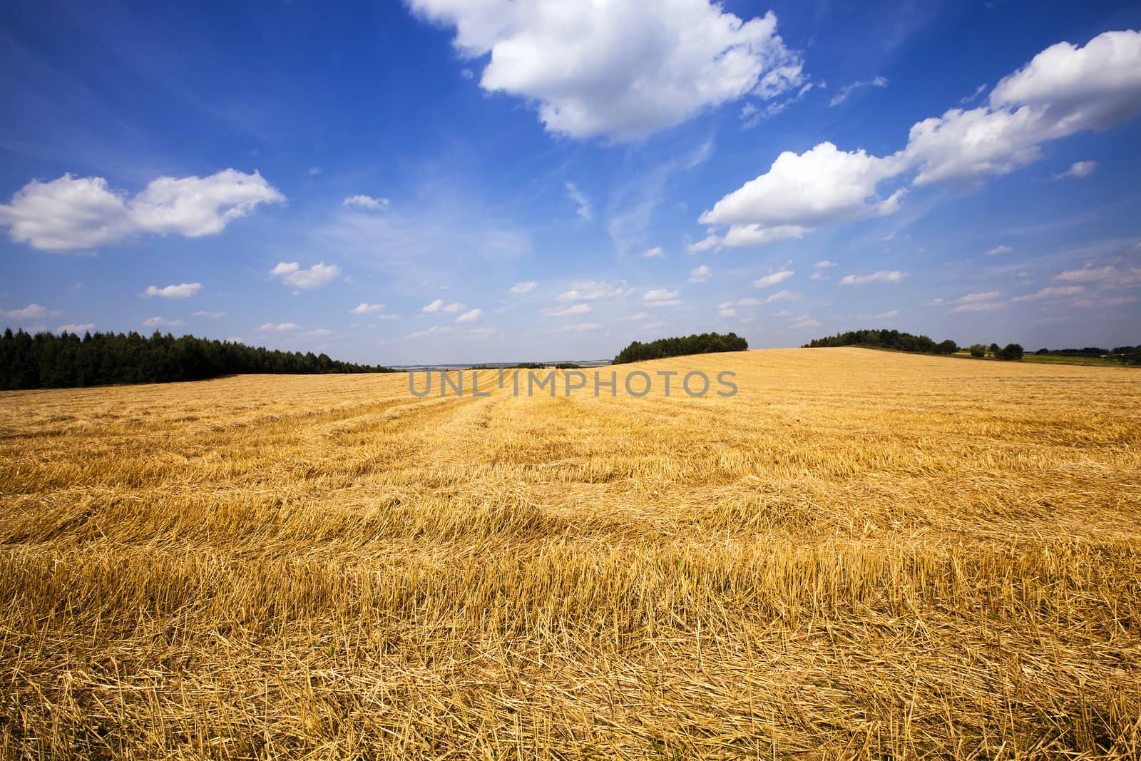   agricultural field on which there passed the harvest company of wheat