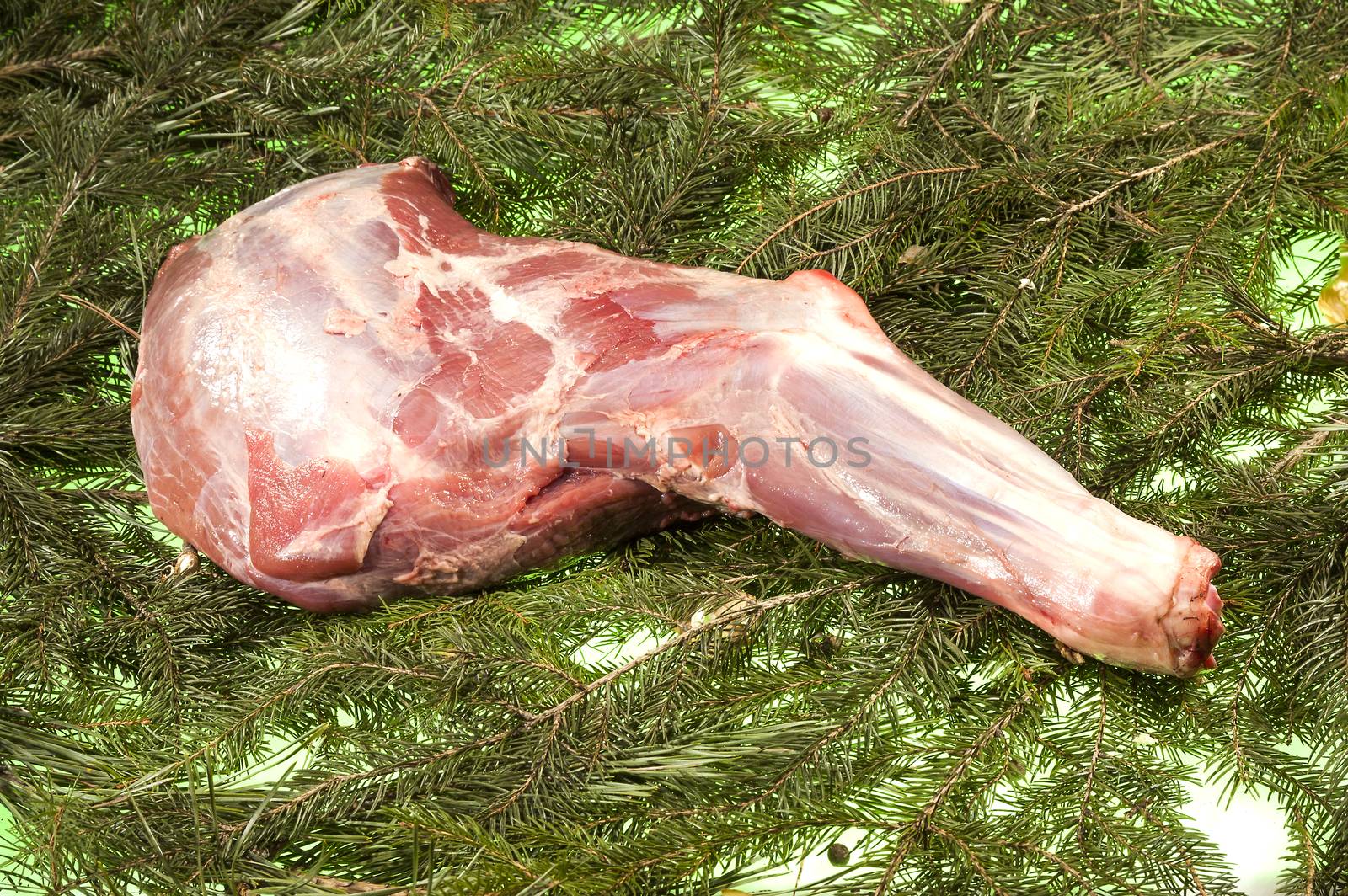 Fresh Boars Shoulder on the Spruce branch