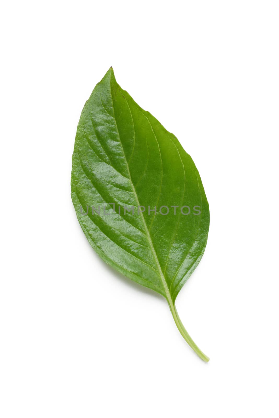 basil leaf isolated on white