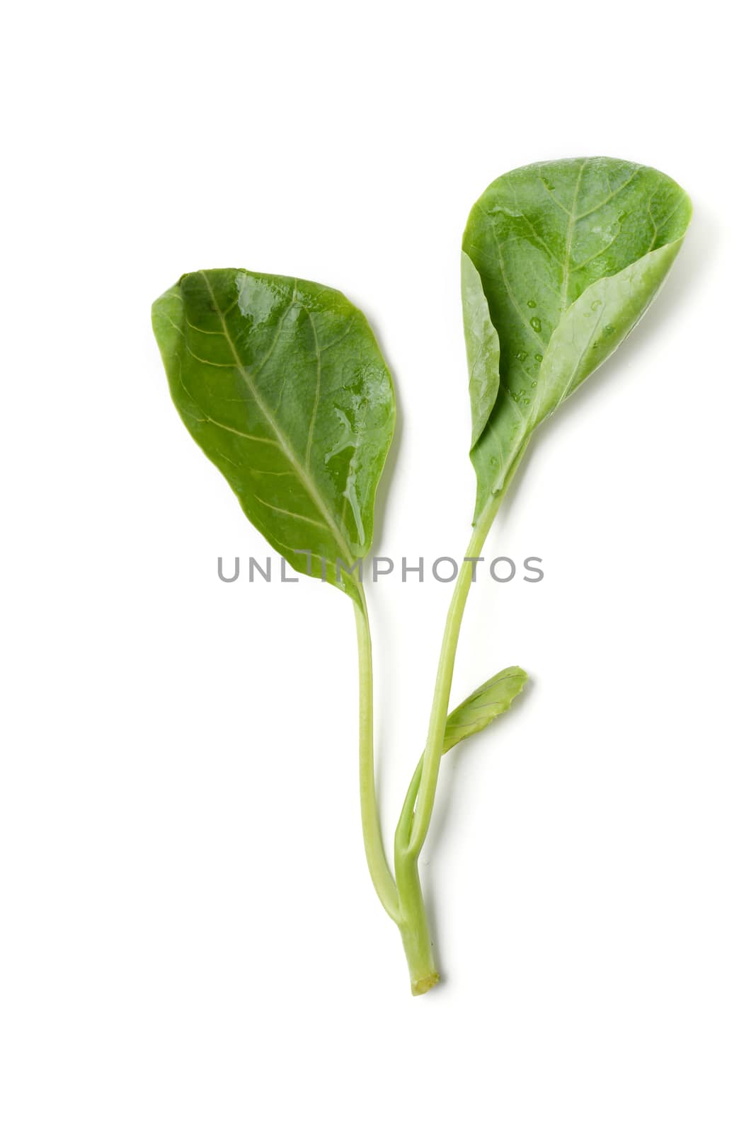 green chinese kale isolated on white