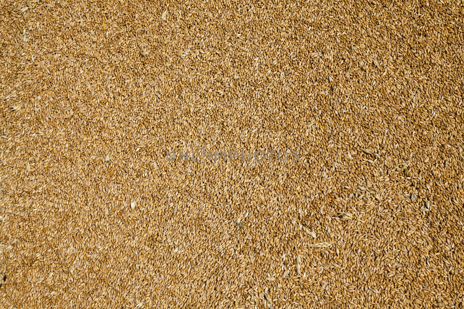 wheat grains .  harvesting by avq