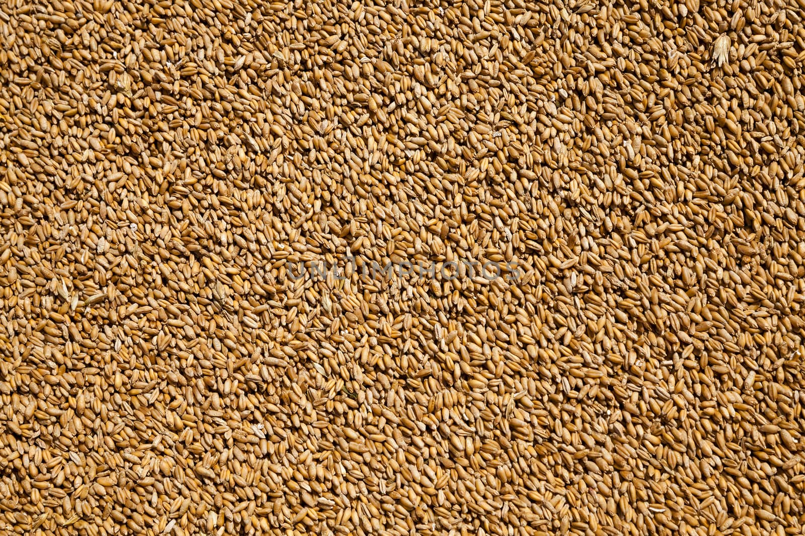   the grains of wheat collected in heaps during harvesting
