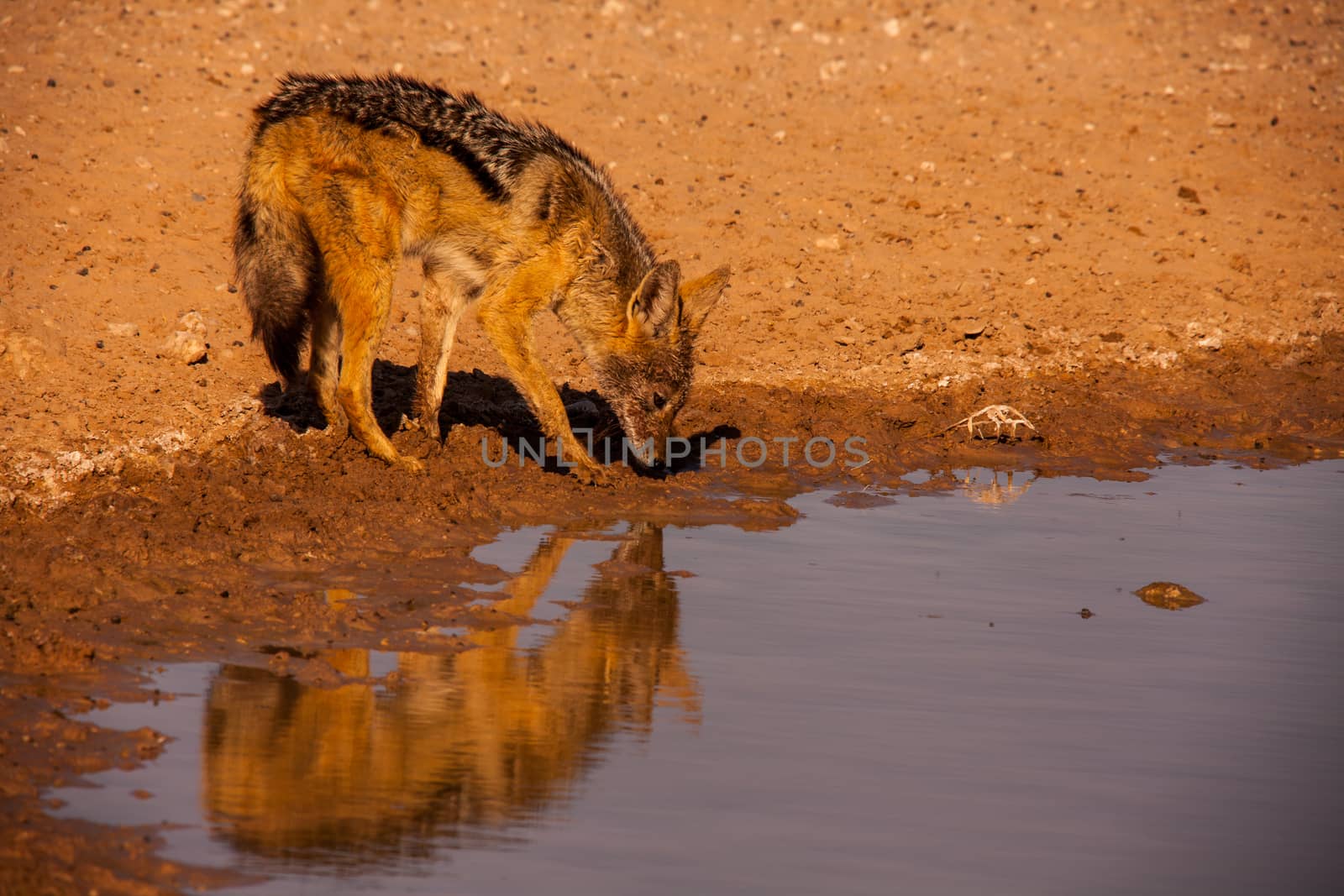 Black-backed Jackal (Canis mesomelas) in the Kgalagadi Transfrontier Park, Soutern Africa