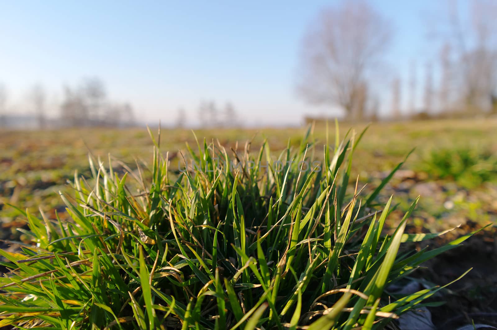 closeup of cluster of grass at the sunny early spring day