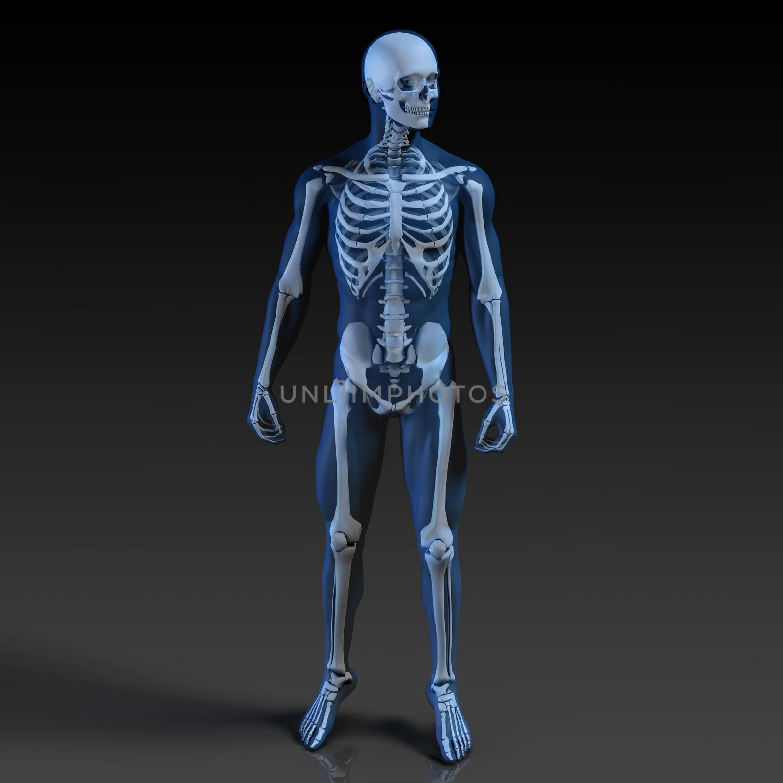 Human Body and Skeleton Anatomy by kentoh