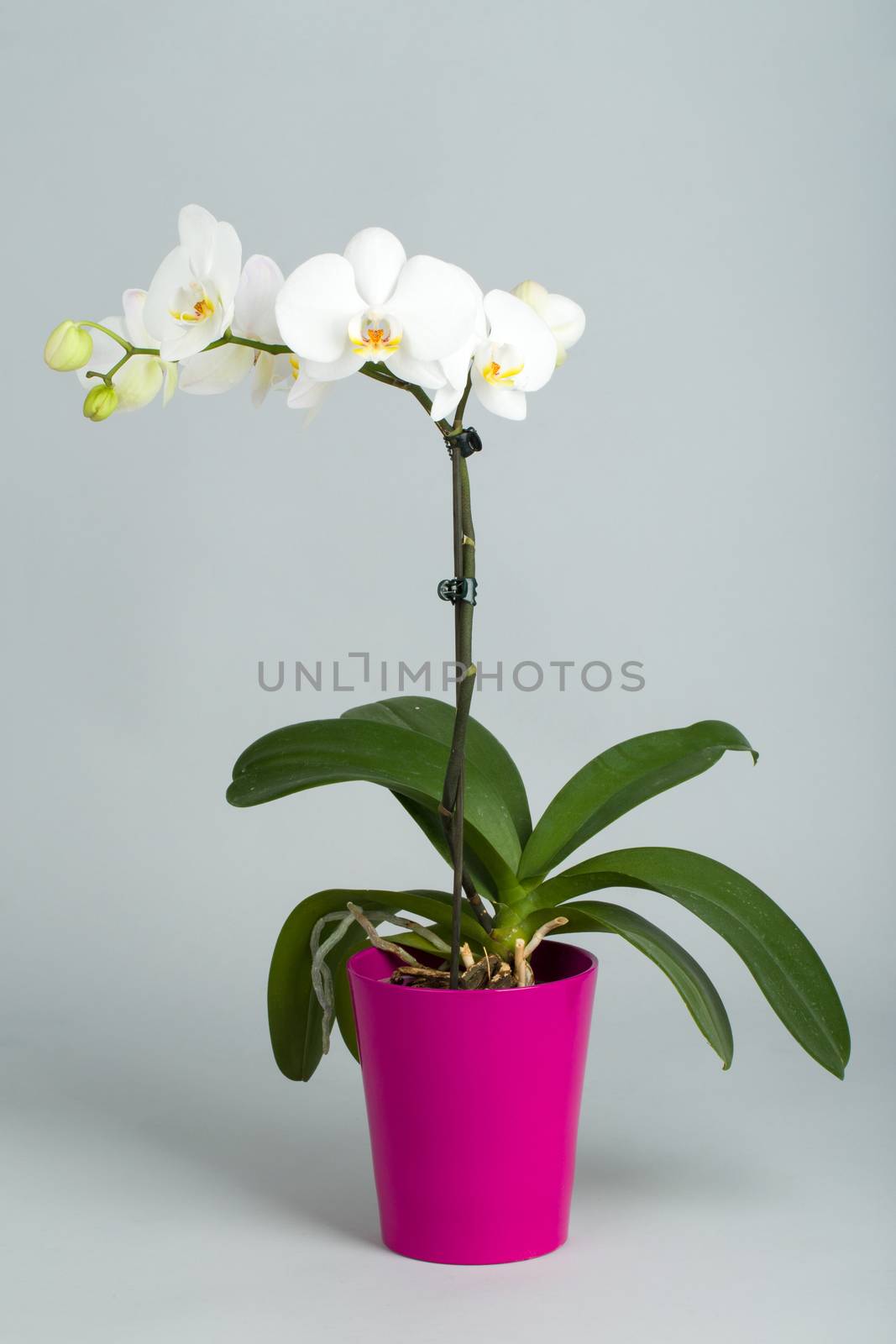 romantic white orchid in pot on grey background, studio shoot