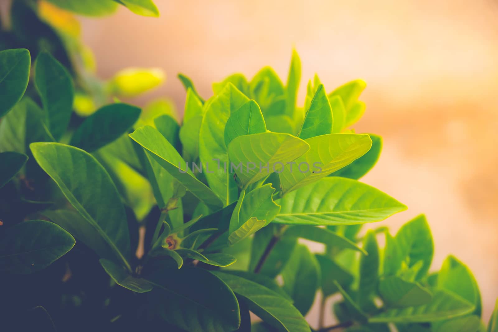 fresh and green leaves by teerawit