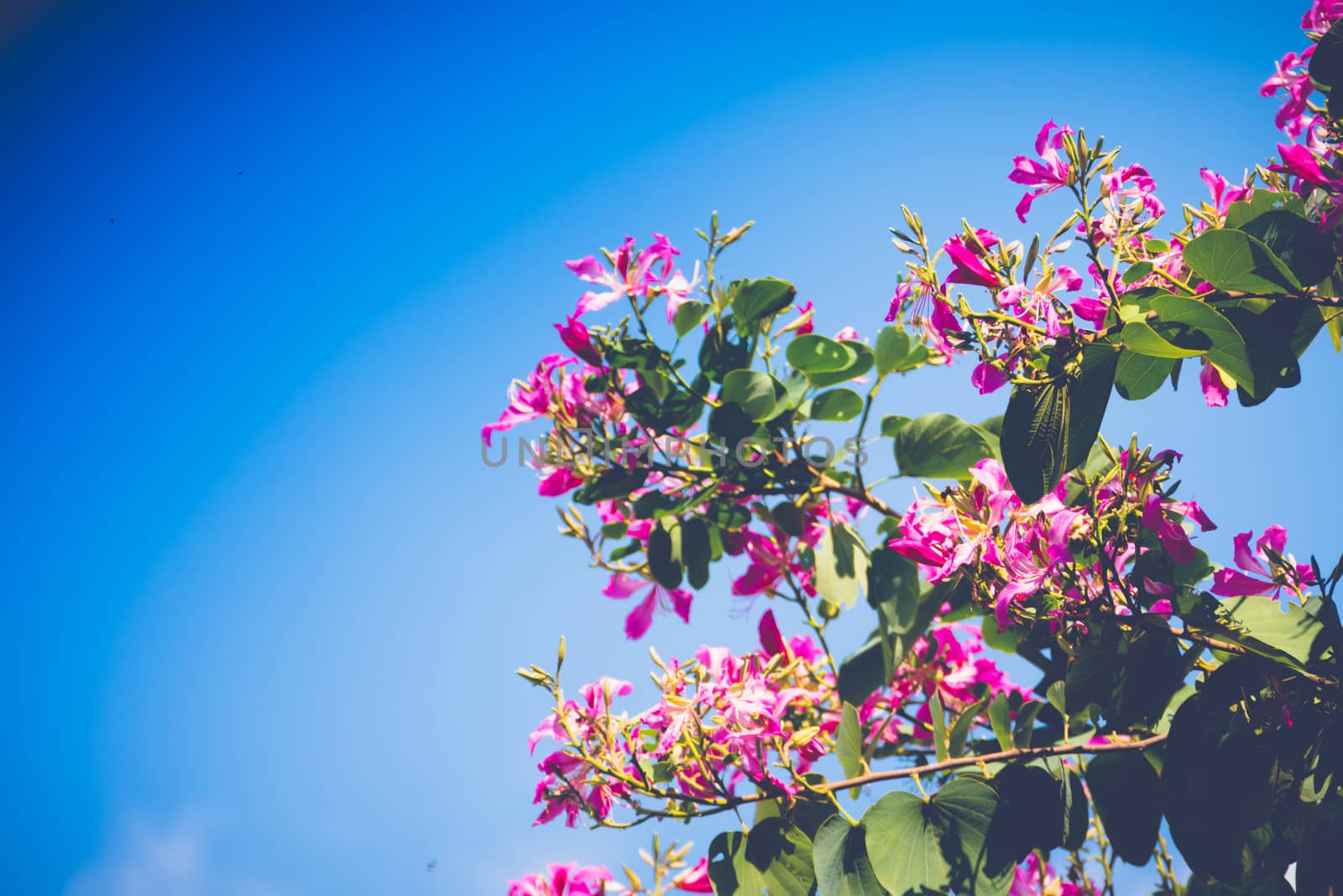 The background image of the colorful flowers, background nature