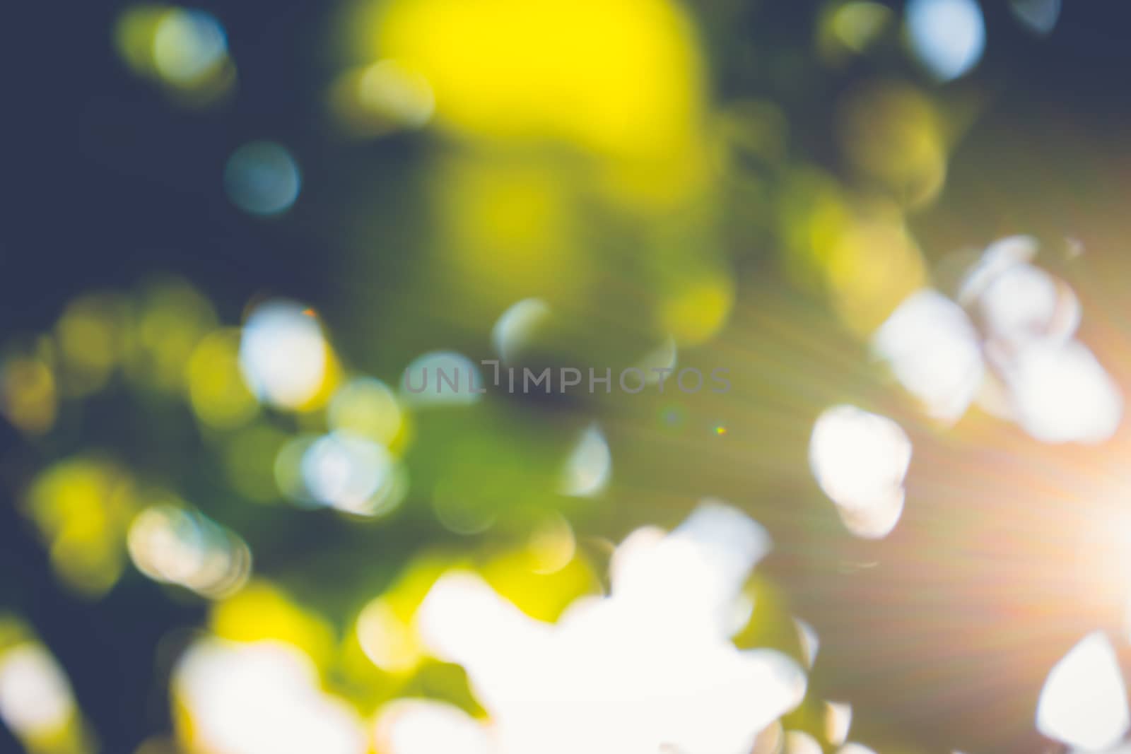 abstract natural blur background, defocused leaves, bokeh by teerawit