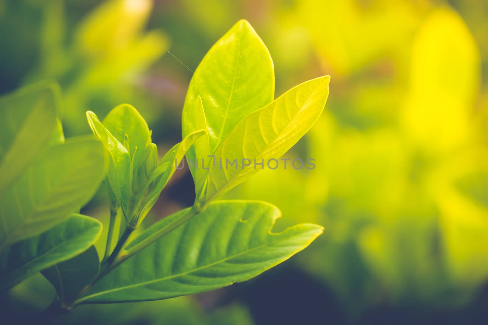 fresh and green leaves by teerawit