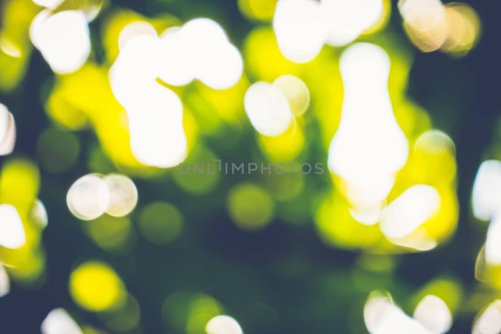 abstract natural blur background, defocused leaves, bokeh by teerawit