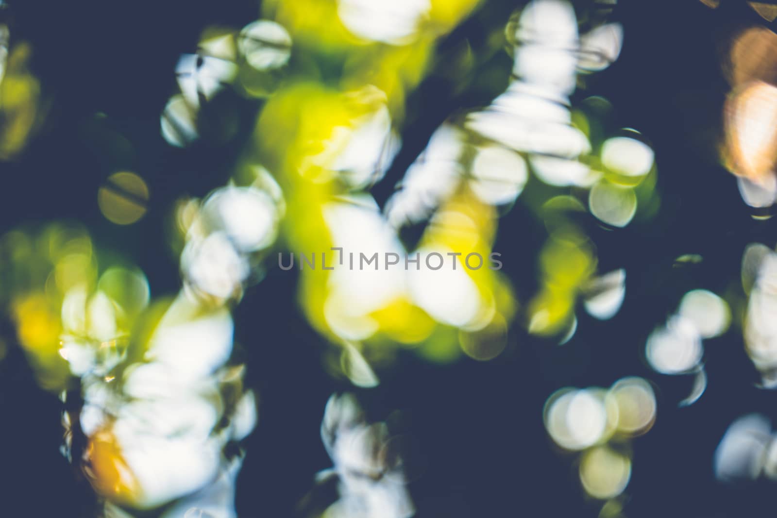 abstract natural blur background, defocused leaves, bokeh by teerawit