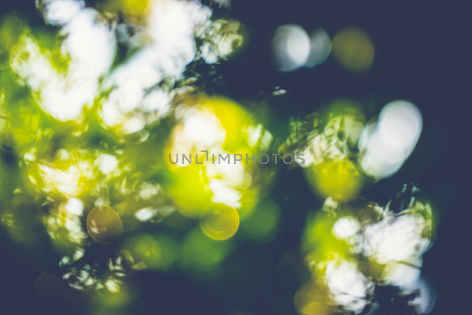 abstract natural blur background, defocused leaves, bokeh by teerawit