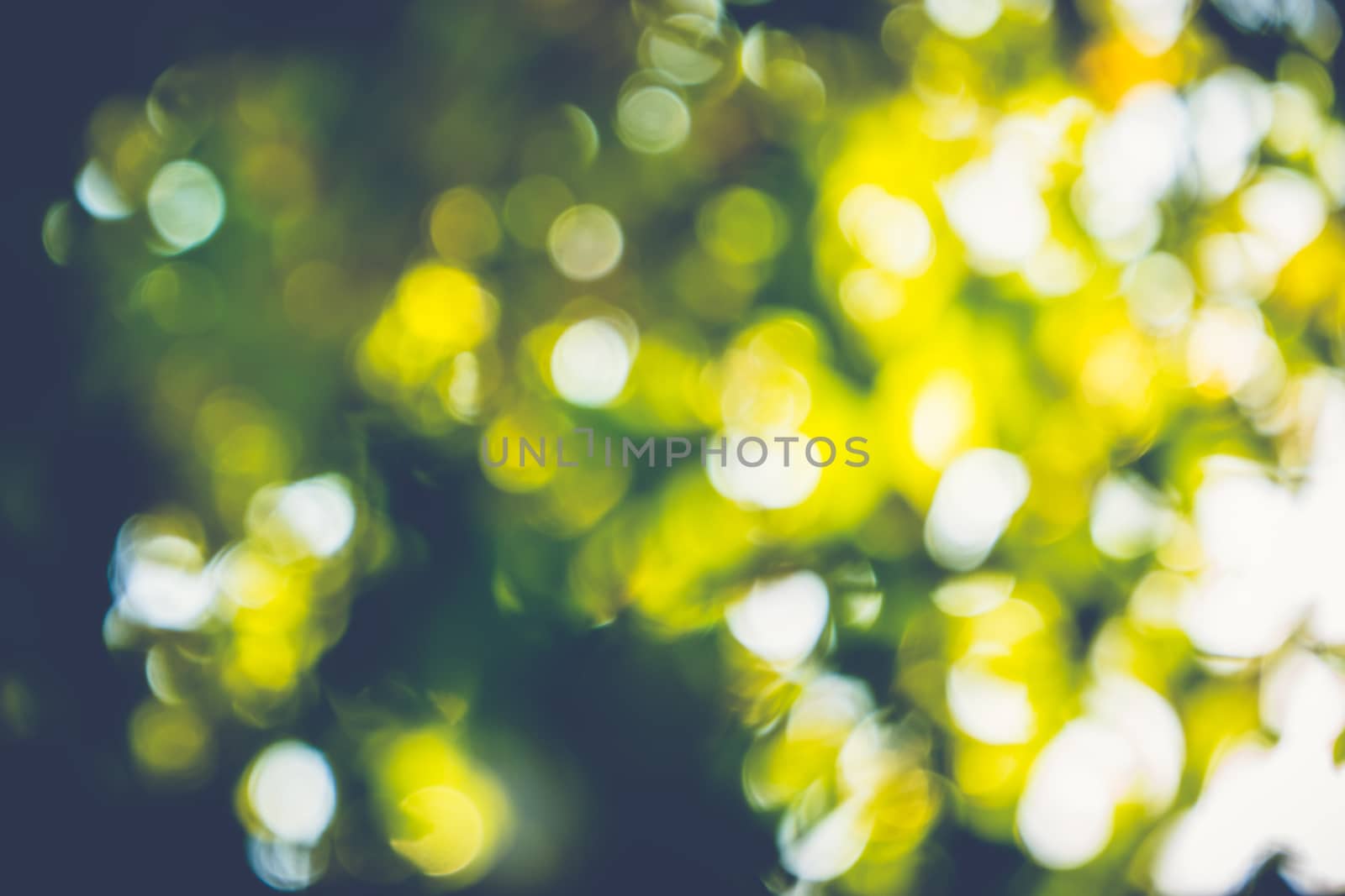 abstract natural blur background, defocused leaves, bokeh by teerawit