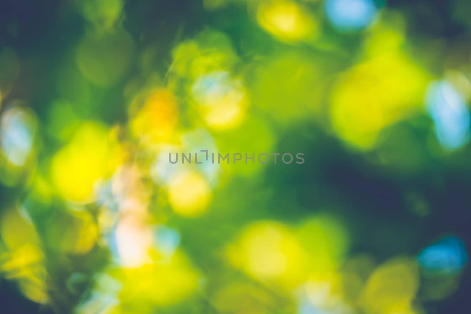 abstract natural blur background, defocused leaves, bokeh by teerawit