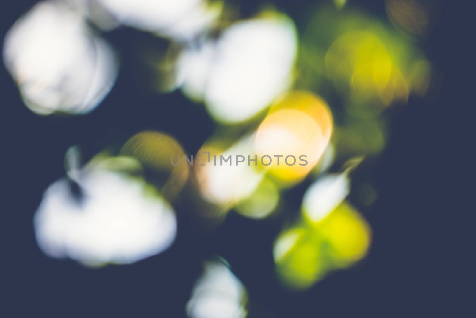 abstract natural blur background, defocused leaves, bokeh by teerawit